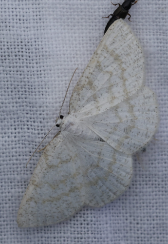 Cabera exanthemata