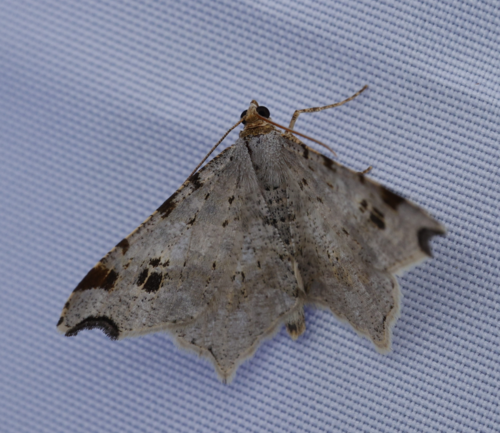 Macaria alternata