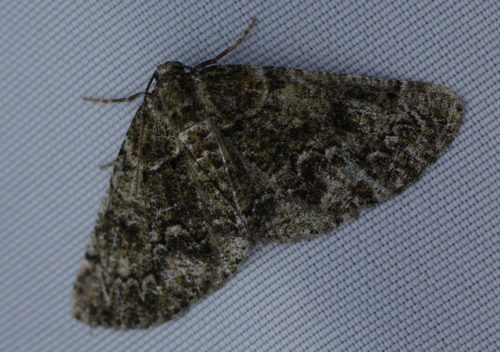 Cleorodes lichenaria