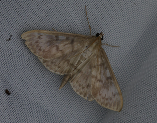 Patania ruralis