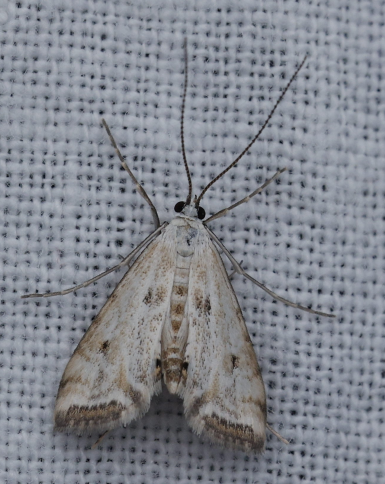 Cataclysta lemnata