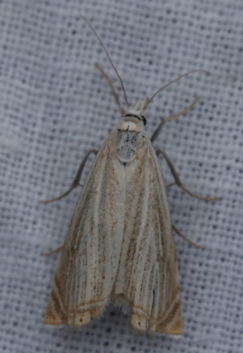 Chrysoteuchia culmella