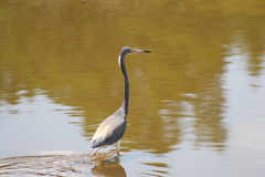 Egretta tricolor image