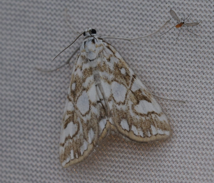 Elophila nymphaeata