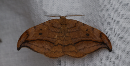 Drepana curvatula