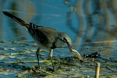 Cape Wagtail photo 4