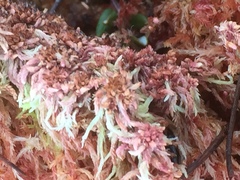 Sphagnum rubellum