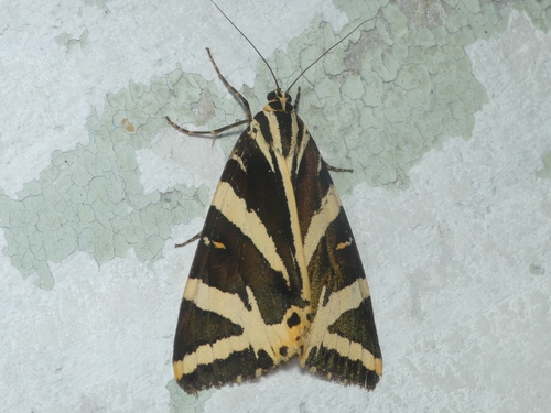 Euplagia quadripunctaria