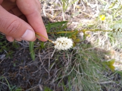 Bistorta bistortoides