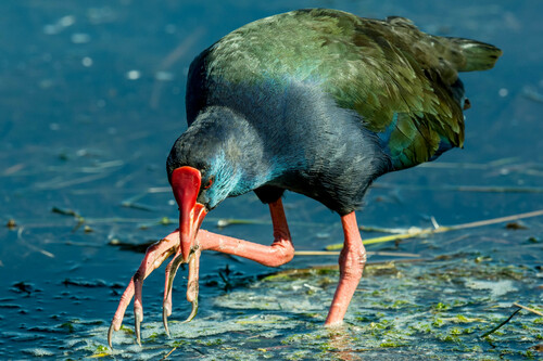 African Swamphen