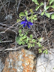Delphinium bicolor