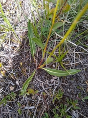 Bistorta bistortoides