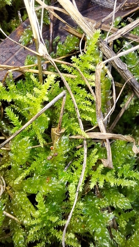 Image of Thuidiopsis sparsa by no rights reserved