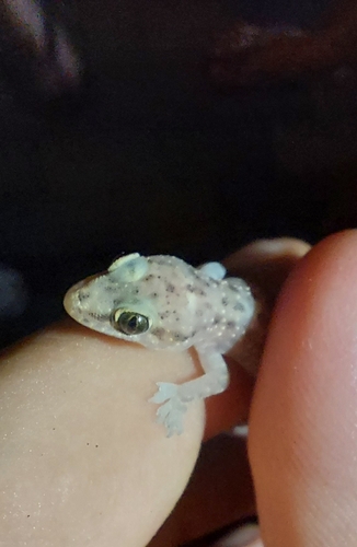Europäischer Halbfingergecko