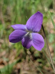 Viola novae-angliae