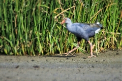 Porphyrio pulverulentus