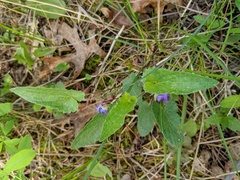Viola novae-angliae