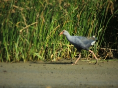 Porphyrio pulverulentus