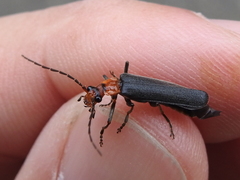 Podabrus conspiratus