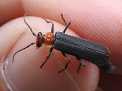 Podabrus conspiratus