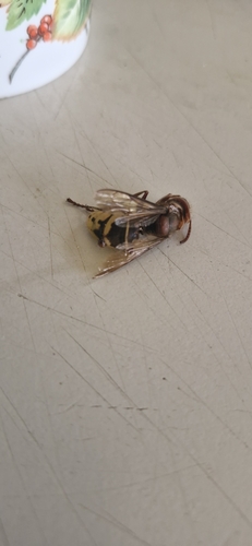 European Hornet