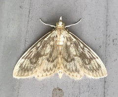 Crocidophora serratissimalis