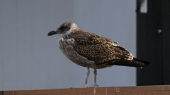 Larus dominicanus
