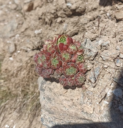 Sempervivum minutum, photograph 1
