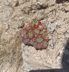 Sempervivum minutum