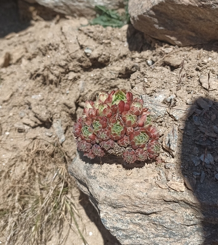 Sempervivum minutum, photograph 2