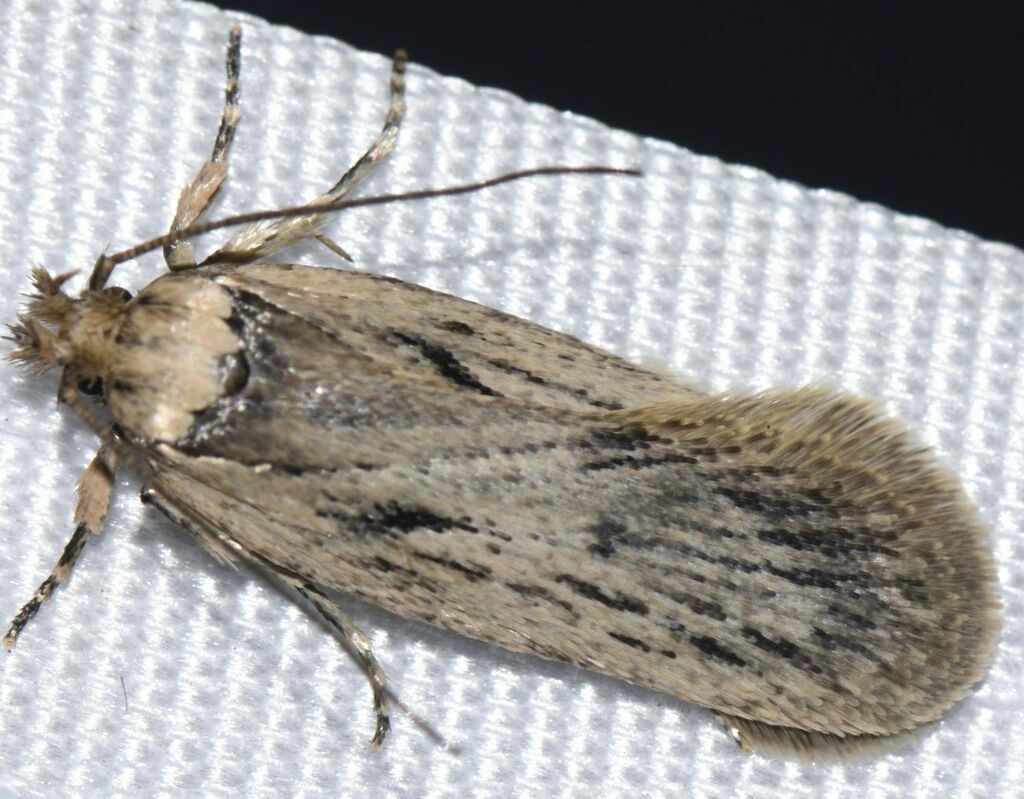 Depressaria zelleri
