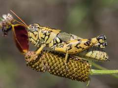 Agroecotettix modestus