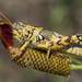 Modest Grasshopper - Photo (c) Eric Carpenter, some rights reserved (CC BY-NC), uploaded by Eric Carpenter