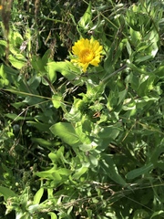Grindelia integrifolia