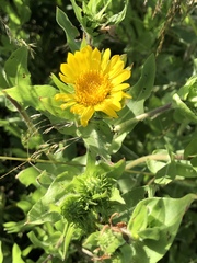 Grindelia integrifolia