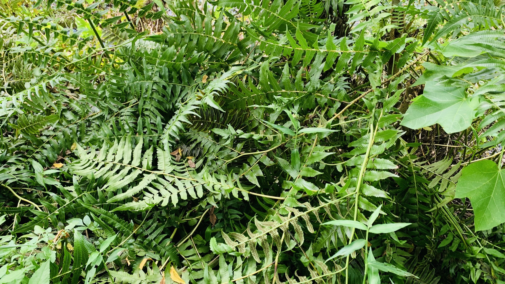 Diplazium esculentum (Diplazium esculentum)