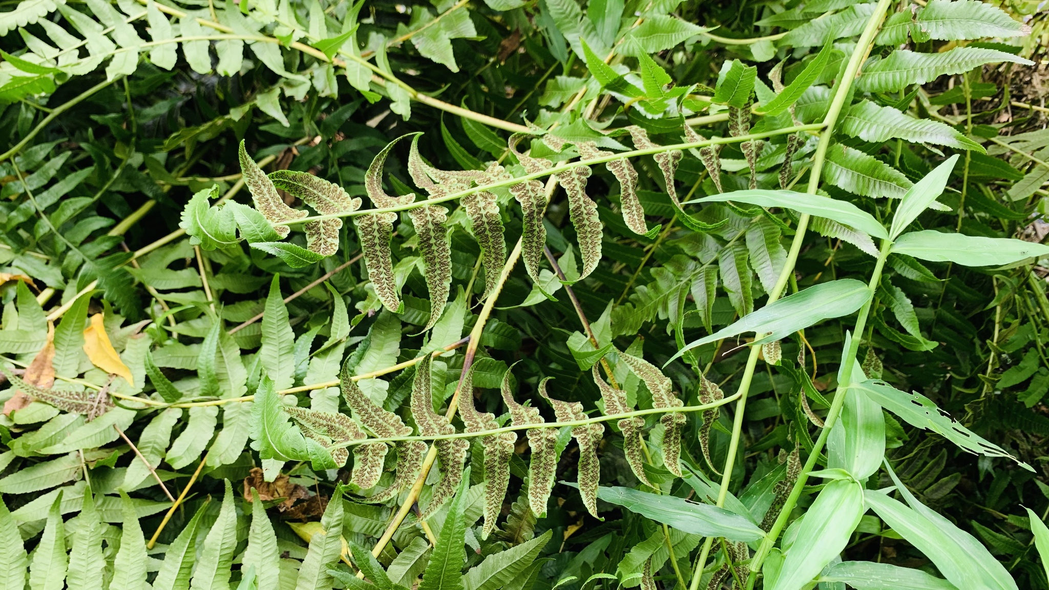 Diplazium esculentum — ảnh 2