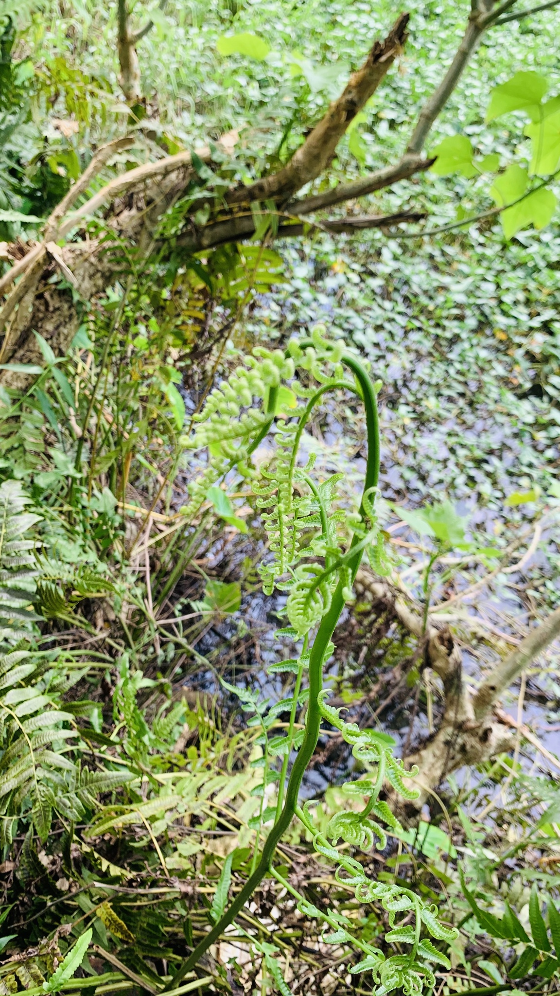 Diplazium esculentum — ảnh 3