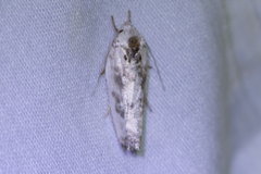 Antaeotricha