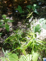 Carex tribuloides