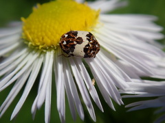 Anthrenus isabellinus
