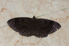 Erebus caprimulgus