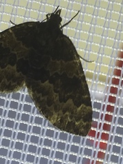 Electrophaes corylata