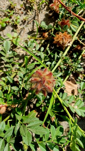 Image of Glycyrrhiza echinata by (c) Анна Митрошенкова, some rights reserved (CC BY)