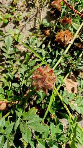 Image of Glycyrrhiza echinata by (c) Анна Митрошенкова, some rights reserved (CC BY)