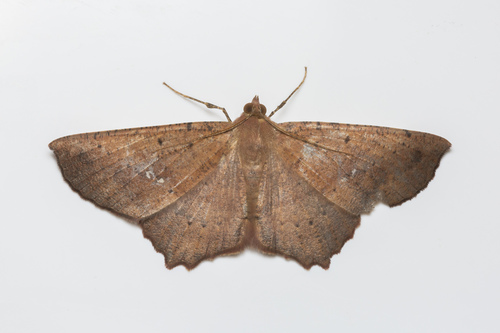 Xerodes contiguaria (Leech, 1897)