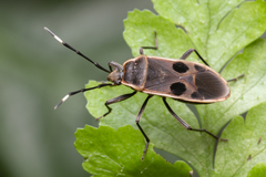 Physopelta cincticollis