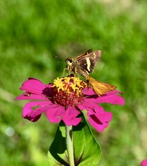 Atalopedes mesogramma