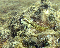 Stanulus talboti