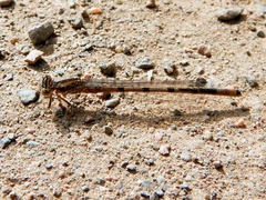 Enallagma annexum